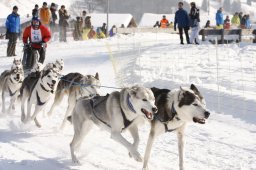 Lenk 2012 SM